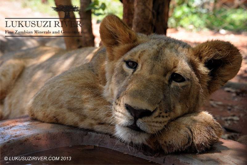 Bored offspring at Mukuni Big 5 Safaris.