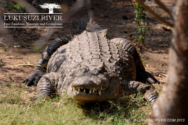 A hungry crocodile, Livingstone Reptile Park.